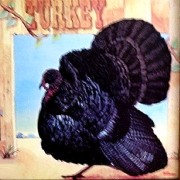 WILD TURKEY - SAME